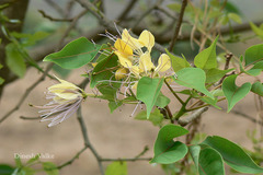 Crateva nurvala